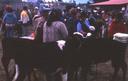 Lots of cattle and pigs for sale in the animal market.